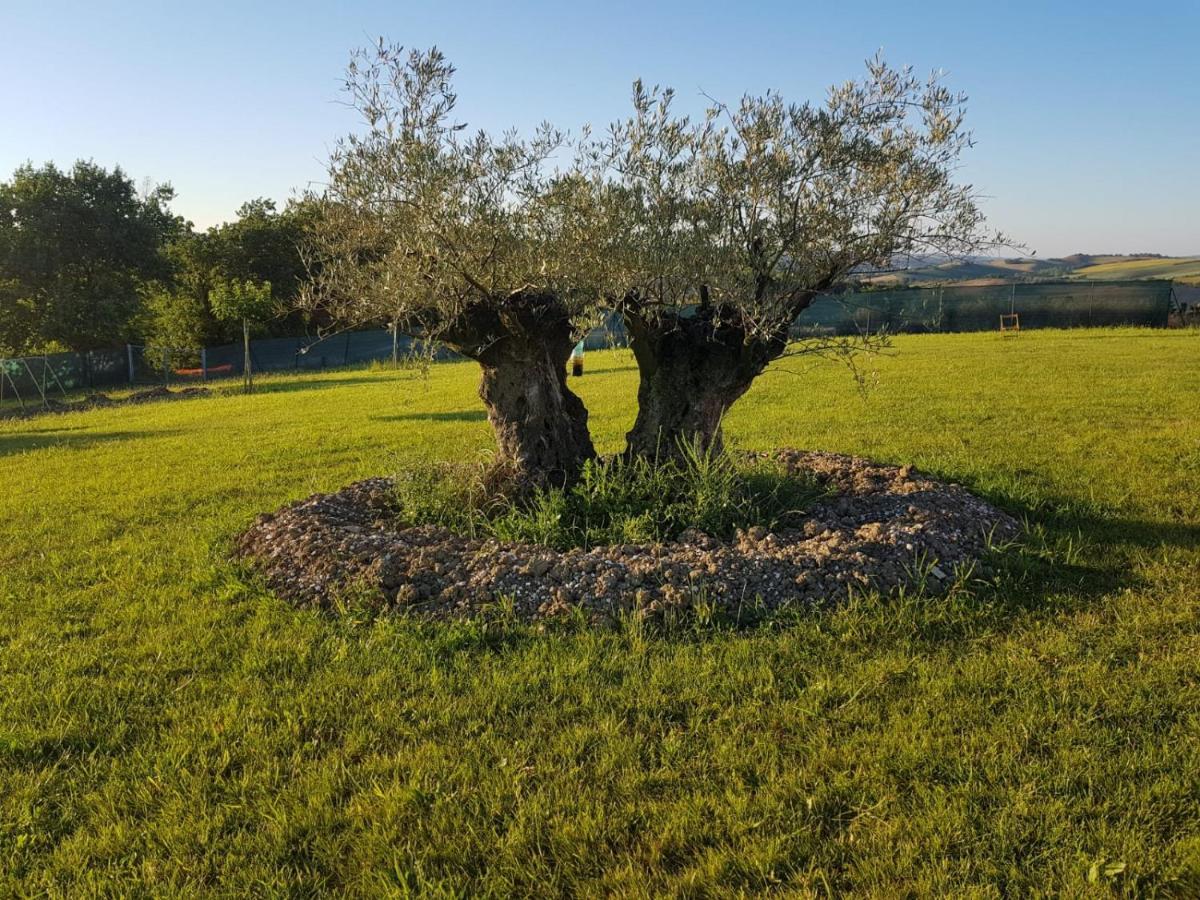 Montecarotto Fattoria Country Village מראה חיצוני תמונה