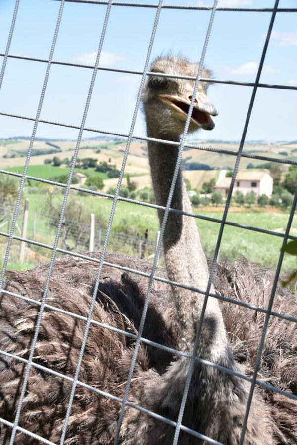 Montecarotto Fattoria Country Village מראה חיצוני תמונה